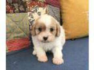 Cavachon Puppy for sale in Hickory, NC, USA