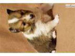 Shetland Sheepdog Puppy for sale in Athens, GA, USA