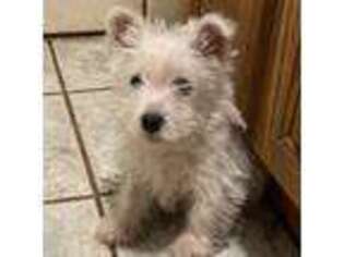 West Highland White Terrier Puppy for sale in Rochester, WA, USA