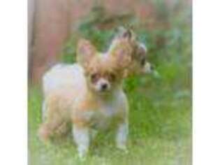 Chihuahua Puppy for sale in Hummelstown, PA, USA