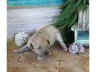 Mutt Puppy for sale in Reddick, FL, USA