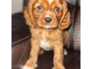 Cavalier King Charles Spaniel Puppy for sale in Rockwall, TX, USA
