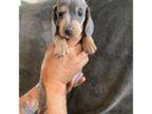 Dachshund Puppy for sale in Eastvale, CA, USA