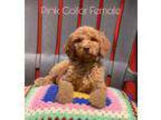 Goldendoodle Puppy for sale in Jackson, KY, USA