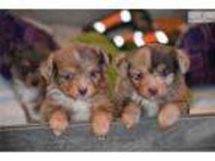 Miniature Australian Shepherd Puppy for sale in Salt Lake City, UT, USA