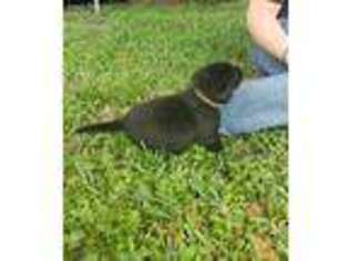 Labrador Retriever Puppy for sale in Okeechobee, FL, USA