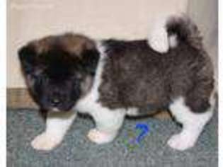 Akita Puppy for sale in Cincinnatus, NY, USA