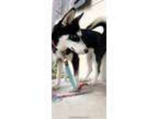 Siberian Husky Puppy for sale in Raceland, LA, USA