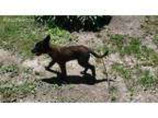 Belgian Malinois Puppy for sale in Delaware, OH, USA