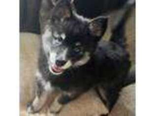 Alaskan Klee Kai Puppy for sale in Waterford, WI, USA