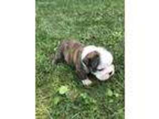Bulldog Puppy for sale in Manheim, PA, USA