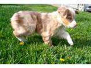 Miniature Australian Shepherd Puppy for sale in Drakesville, IA, USA