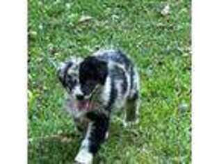 Australian Shepherd Puppy for sale in Cleveland, GA, USA