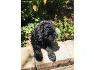 Mutt Puppy for sale in Shingle Springs, CA, USA