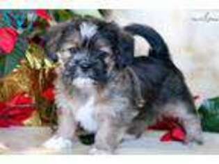 Shorkie Tzu Puppy for sale in Lancaster, PA, USA