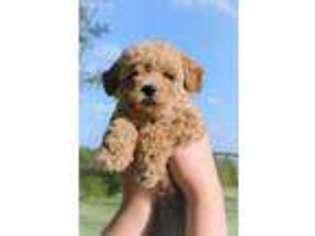 Mutt Puppy for sale in Rome, PA, USA