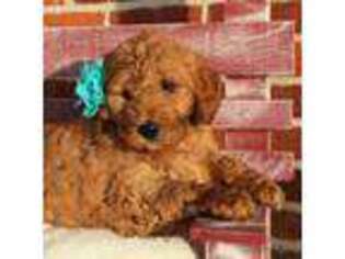 Goldendoodle Puppy for sale in Peach Bottom, PA, USA