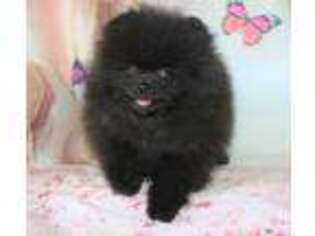 Pomeranian Puppy for sale in Memphis, MI, USA