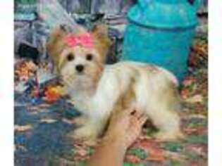 Yorkshire Terrier Puppy for sale in Payson, UT, USA