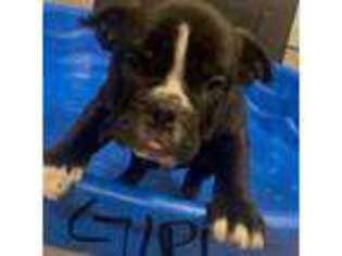 Mutt Puppy for sale in Southaven, MS, USA