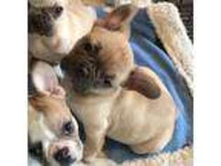 French Bulldog Puppy for sale in Churchton, MD, USA