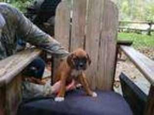 Boxer Puppy for sale in Boston, NY, USA