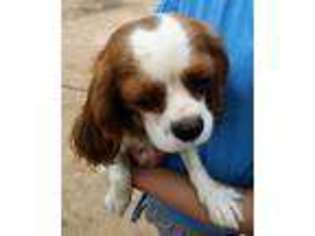 Cavalier King Charles Spaniel Puppy for sale in Albuquerque, NM, USA