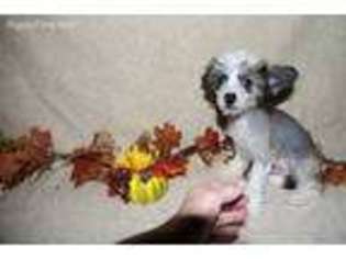 Chinese Crested Puppy for sale in Lewisburg, WV, USA