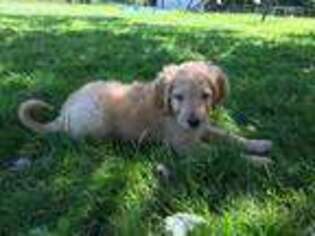 Goldendoodle Puppy for sale in Romulus, NY, USA