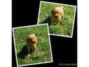 Golden Retriever Puppy for sale in Charlestown, IN, USA