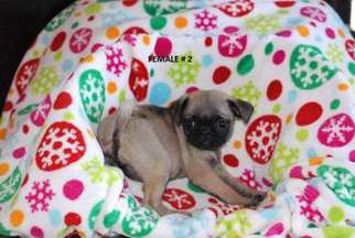 Pug Puppy for sale in Decorah, IA, USA