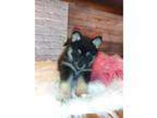 Mutt Puppy for sale in Carthage, TX, USA