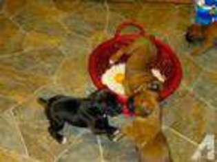 Boxer Puppy for sale in NEWPORT NEWS, VA, USA
