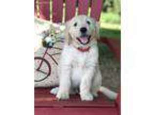 Goldendoodle Puppy for sale in Utica, KY, USA