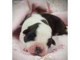 Saint Bernard Puppy for sale in Autryville, NC, USA