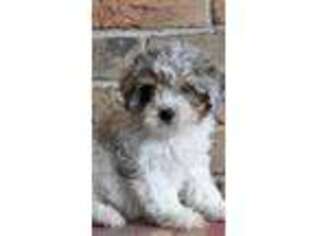 Yorkshire Terrier Puppy for sale in Sanford, FL, USA