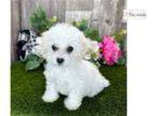 Bichon Frise Puppy for sale in South Bend, IN, USA