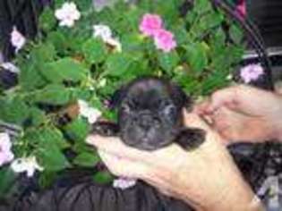 French Bulldog Puppy for sale in RICHMOND, TX, USA