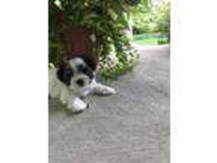 Biewer Terrier Puppy for sale in Salt Lick, KY, USA