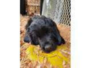 Newfoundland Puppy for sale in Coos Bay, OR, USA