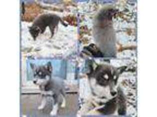 Mutt Puppy for sale in Pleasant Lake, MI, USA