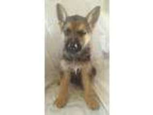 German Shepherd Dog Puppy for sale in Great Falls, MT, USA