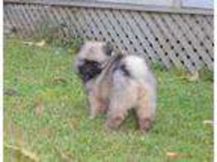 Keeshond Puppy for sale in Leitchfield, KY, USA