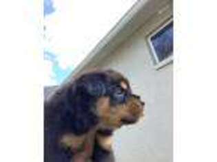 Rottweiler Puppy for sale in Valrico, FL, USA