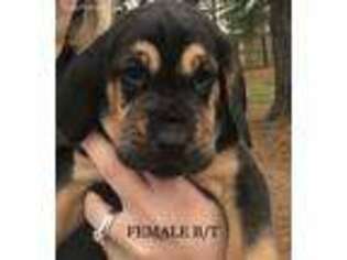 Bloodhound Puppy for sale in Perry, GA, USA
