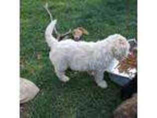Labradoodle Puppy for sale in Newberg, OR, USA