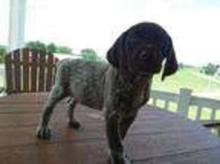 German Shorthaired Pointer Puppy for sale in Canton, OH, USA