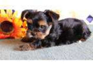 Yorkshire Terrier Puppy for sale in Morgantown, PA, USA