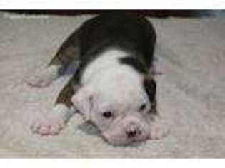 Olde English Bulldogge Puppy for sale in Magnolia, TX, USA
