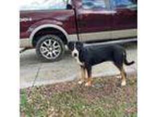 Greater Swiss Mountain Dog Puppy for sale in Rockwood, TN, USA